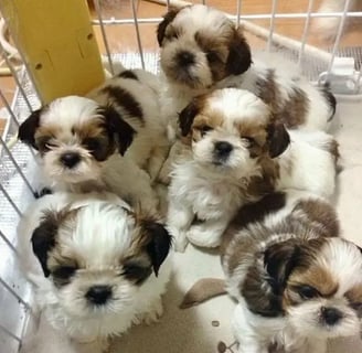 Teacup Shih Tzu for Sale