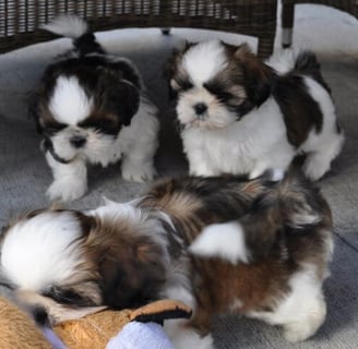 Cheap Shih Tzu puppies for sale