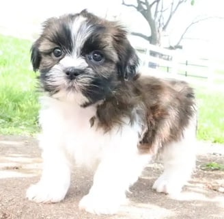 Shih Tzu for Sale