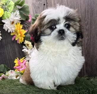 Affordable Shih Tzu puppies for sale