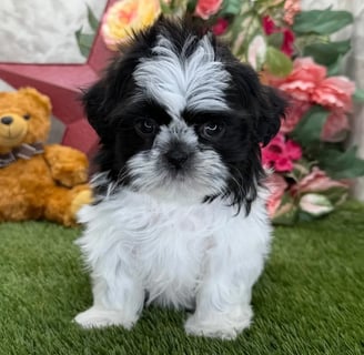 Mini Shih Tzu for Sale