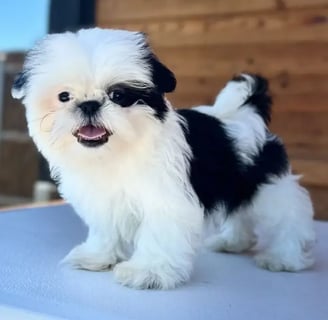 Teacup Shih Tzu for Sale