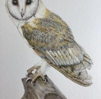 Owl portrait