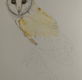 Owl portrait