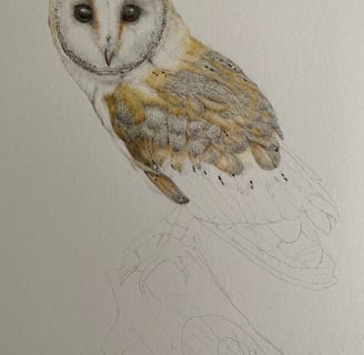 Owl portrait