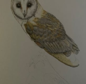 Owl portrait