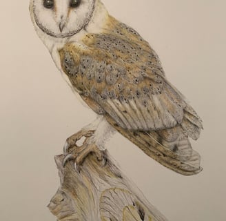 Owl portrait