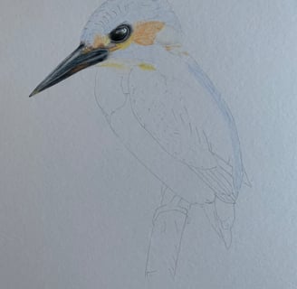 Kingfisher portrait