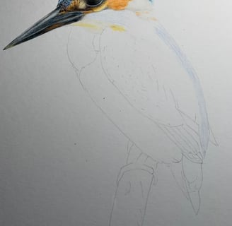 Kingfisher