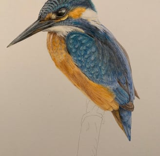 Kingfisher