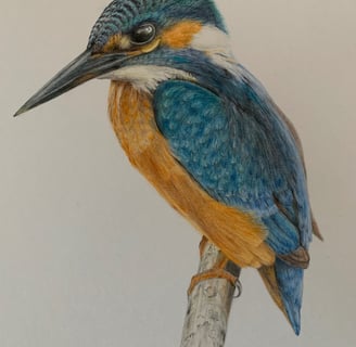 Kingfisher portrait