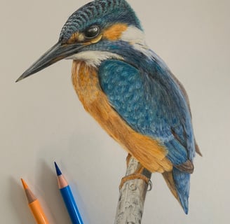 Kingfisher portrait