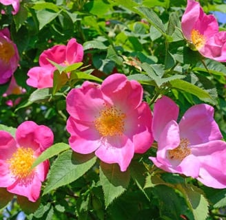 Rosa Gallica - flor con propiedades calmantes e hidratantes