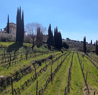 Villa la Ripa winery tuscany Italy