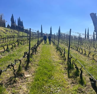 grapevines at villa la ripa winery in tuscany