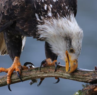 photo of eagle by mark winterstein