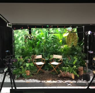 jungle set in green screen studio
