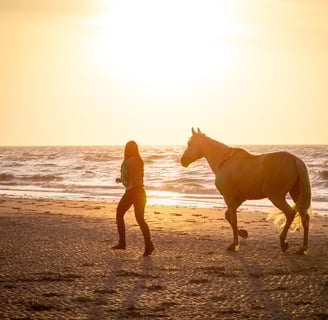 couple cavalier cheval plage liberte coucher de soleil