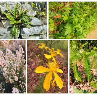 Plantidentification in the wild with medical herbalist Emmanouil Manos, various medicinal herbs