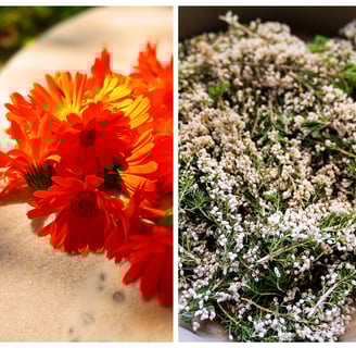 Calendula officinalis flowers and heather flowering tops for different herbal workshops with medical
