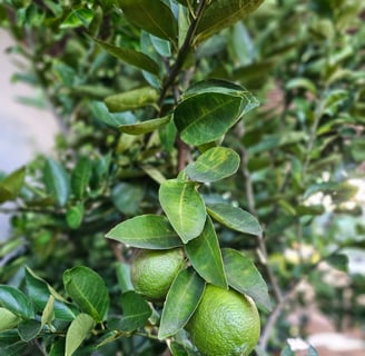 mudas frutiferas e citricas produzindo