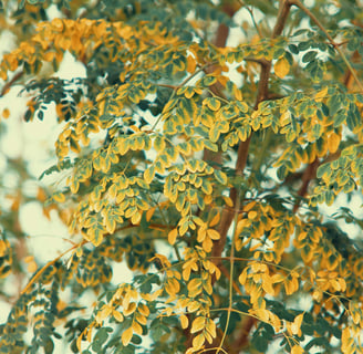  Moringa Plant, moringa super plant, natural supplement