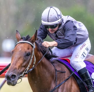 Jockey rides a racehorse at Nanango