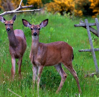 Deer-resistant shade planting