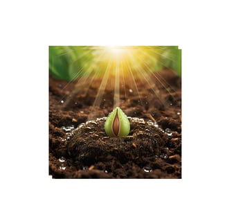 Plante uma Semente de Sabedoria com o Livro do Pon