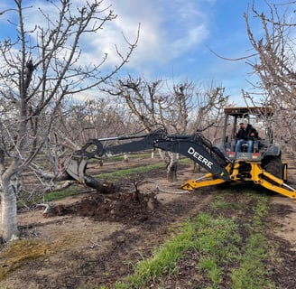 Excavating cherry trees to estimate total biomass and nutrient content.