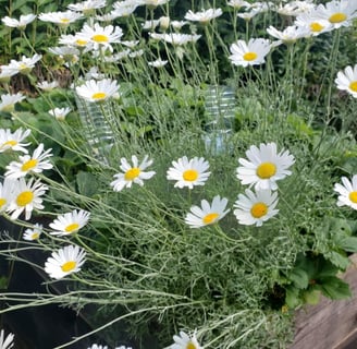 Photo de la plante d'anacyclus pyrethrum pour ses bienfaits en musculation
