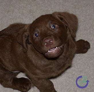 puppy grinning