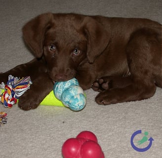 puppy with toys