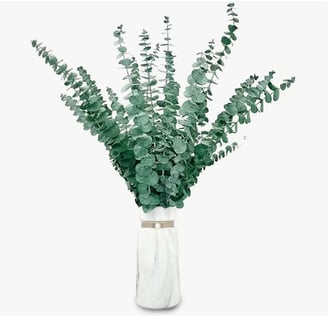 eucalyptus branches in a white vase