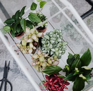 Mini estufa de mesa com diversas mudas coloridas e saudáveis de plantas ornamentais, vista de cima,
