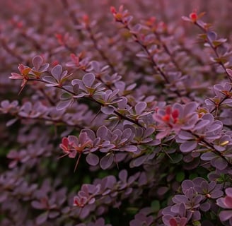 Rama de un seto defensivo de  berberis o agracejo color purpura y espinas afiladas