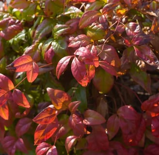 espectacular color fuego de esta nandina