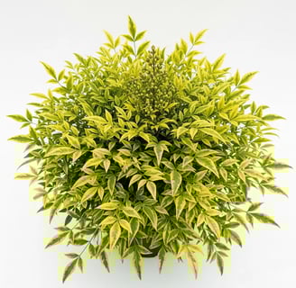 Espectaculares tonos limón de la Nandina Lemon