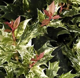 Hojas que pinchan del Falso acebo u osmanthus