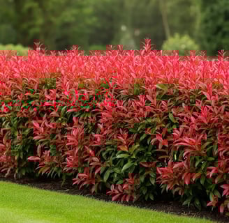 un seto de color elegante y vivo de photinia red robin una combinación extraordinaria