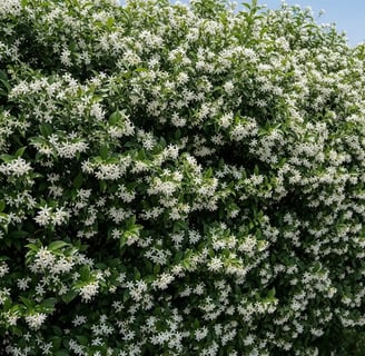 Seto de Jazmín estrellado en plena floración. Aroma del verano