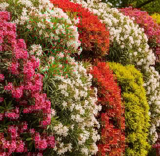 Seto alto y florido con flores de color rosa y blanco en un jardín de verano.