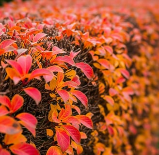 Labores de otoño en el jardín