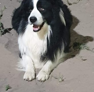 black and white border collie stud dog 