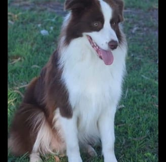 chocolate and white border collie stud dog 