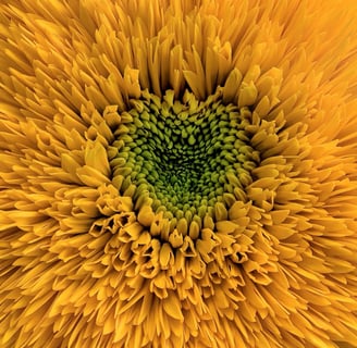 Coeur de tournesol