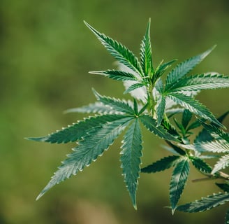 zenmans cbd le mans feuilles de chanvre cbd