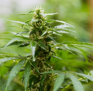 zenmans cbd le mans feuilles de chanvre cbd