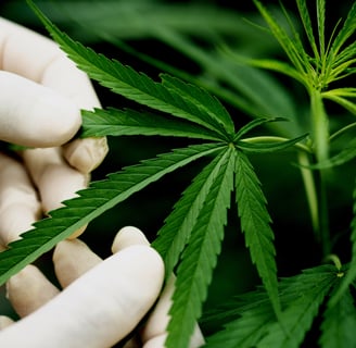 zenmans cbd le mans feuilles de chanvre cbd