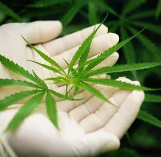 zenmans cbd le mans feuilles de chanvre cbd